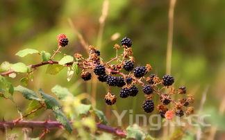 丝瓜是什么?,这样的丝瓜比砒霜还毒