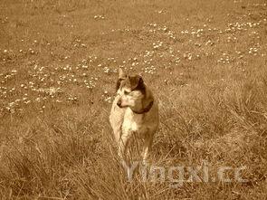 品味柔和双沟白酒,领略独特风味与醇厚口感带来的美妙体验