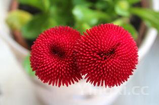 端午节的顺口溜儿歌，端午节的顺口溜儿歌图片