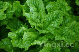 茼蒿怎么吃,茼蒿怎么吃最好吃