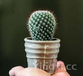 苏泊尔面包机做面包的方法,苏泊尔面包机面包巧手速成书