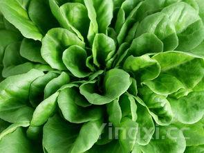 长豆角没熟会中毒吗，长豆角焯水几分钟没毒