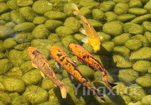 清炖鲤鱼方法,清炖鲤鱼的做法清汤