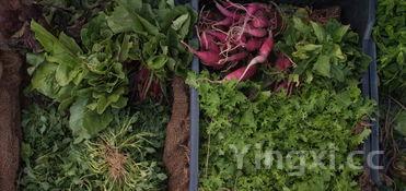 怎么清洗螃蟹教程，如何清洗螃蟹才干净安全