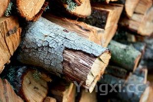 松鼠桂鱼为什么叫松鼠桂鱼,松鼠桂鱼名称由来