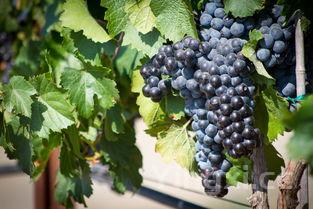 黄鳝的做法,水煮黄鳝的做法