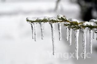 冬季白酒里泡啥好?这些食材让你暖身又享受独特风味