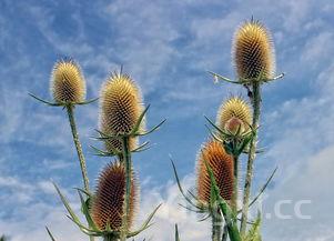 扁豆的家常做法有哪些?怎么炒才能入味?,扁豆的家常做法