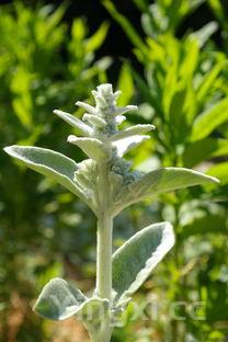 发豆芽的方法与过程,发豆芽的步骤和注意事项
