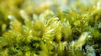 五仁月饼为啥被吐槽,五仁月饼为什么被吐槽