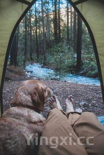 澳洲大龙虾图片真正的龙虾都有一对大钳子吗图片