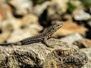 澳洲大龙虾图片真正的龙虾都有一对大钳子吗图片