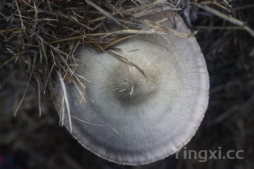 蘑菇种类大全东北蘑菇的种类大全