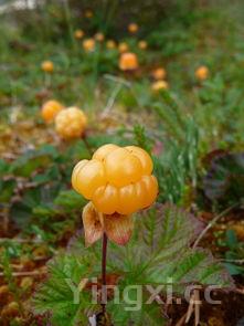 碱水粽子和一般粽子的区别,碱水粽子危害