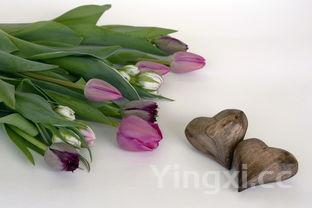 荠菜有什么功效和禁忌,荠菜有什么功效