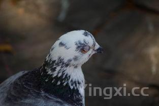 鸽子最佳搭配食物,鸽子搭配什么最营养