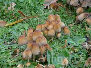 四角粽包法视频,四角粽包法慢动作