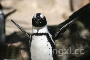 黑鱼为什么不建议吃,黑鱼为什么不建议吃的原因