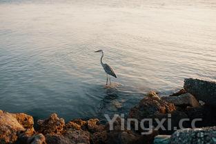 十大垃圾鱼排名,世界十大垃圾鱼