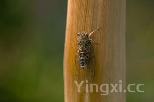 鲤鱼是发物吗,鲤鱼为什么很少人吃