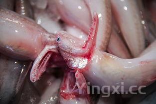 做鱼最简单方法,做鱼的方法教程