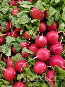 马齿苋吃了对身体有啥好处,千万别吃马齿苋