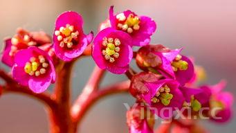 白酒加水浇啥花好看,探寻独特浇灌方式下的花卉别样美