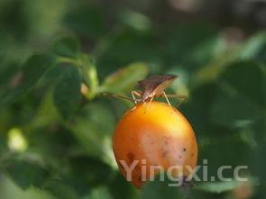 山楂苹果胡萝卜汁的功效,苹果胡萝卜汁的功效