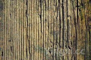 鸡翅,鸡翅木是什么木