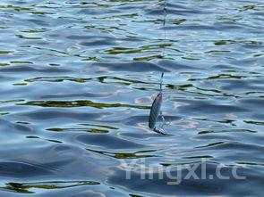 黄花鱼清蒸的做法窍门，黄花鱼清蒸几分钟窍门