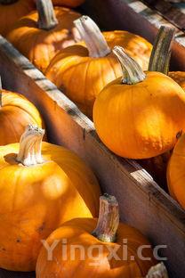 葫芦瓜的功效与作用是什么，葫芦瓜的功效与作用