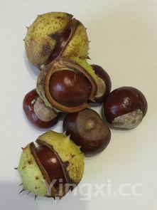 怎样煮栗子好吃，煮板栗怎么煮好剥壳又好吃