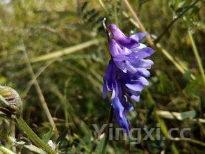 雪里蕻是野菜吗，雪里蕻又叫什么菜